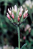 Clover (Trifolium stellatum)