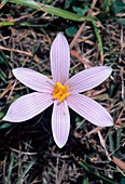 Alpine Saffron (Colchicum alpinum)