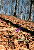 Alpine Squill (Scilla bifolia)