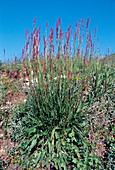 Common Sorrel (Rumex acetosa)