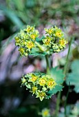 Alpine Lady's Mantle (Alchemilla sinuata)