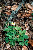 Woodland Strawberry (Fragaria vesca)