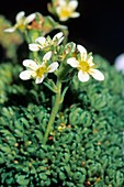 Saxifrage (Saxifraga ampullacea)