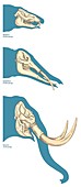 Elephant tusk evolution,artwork