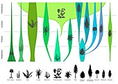 Plant evolution,diagram