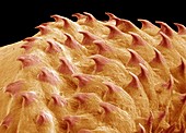 Maggot skin,SEM