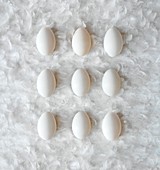 Eggs on feathers,conceptual image