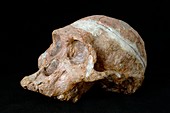 Hominid skull,Australopithecus africanus