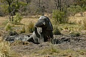 Male African elephant