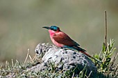 Carmine bee-eater