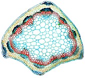 Clover plant stem,light micrograph