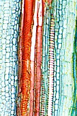 Cucurbita plant stem,light micrograph