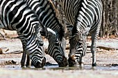 Zebras drinking