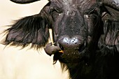 Cape buffalo and yellow-billed oxpecker