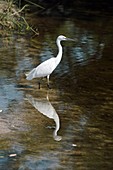 Little egret wading in a pool