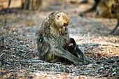 Chacma baboon feeding her infant