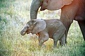 African elephant calf with its mother