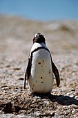 African penguin