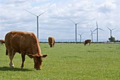 Wind farm,Cumbria,UK