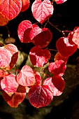 Forest Pansy (Cercis canadensis)
