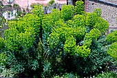 Spurge (Euphorbia characias sp. Wulfenii)