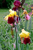 Irises (Iris germanica 'Accent')