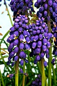 Grape Hyacinth (Muscari armeniacum)