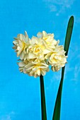 Daffodils (Narcissus 'Erlicheer')