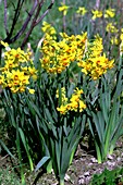 Daffodils (Narcissus 'Soleil d'Or')