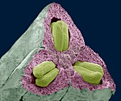 Flower ovary and ovules,SEM