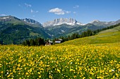 Alpine meadow,Switzerland