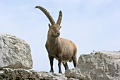 Male Alpine ibex