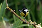 Great tit calling from a sycamore tree