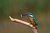 Common Kingfisher feeding on fish