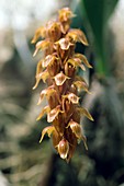 Orchid (Bulbophyllum tricorne)