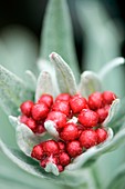 Helichrysum 'Ruby Cluster'