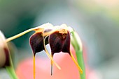 Orchid (Masdevallia bicolor)