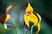 Orchid (Masdevallia 'Copper Angel')