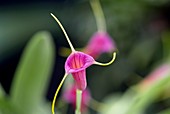 Orchid (Masdevallia 'Mystica')
