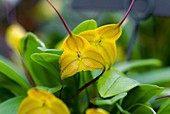Orchid (Masdevallia triangularis)