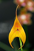 Orchid (Masdevallia winefred)