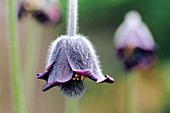 Pasque Flower (Pulsatilla pratensis)