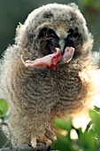 Young long-eared owl feeding