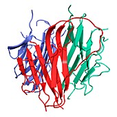 Adiponectin hormone molecule