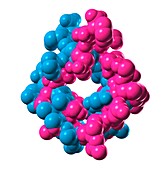 Atrial natriuretic peptide molecule