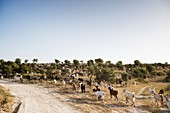 A large herd of mediterranean goats