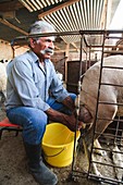 Millking mediterranean sheep by hand