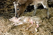 Cow and newborn calf