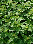 Stinging Nettle (Urtica dioica)