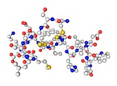 Endothelin-1 molecule